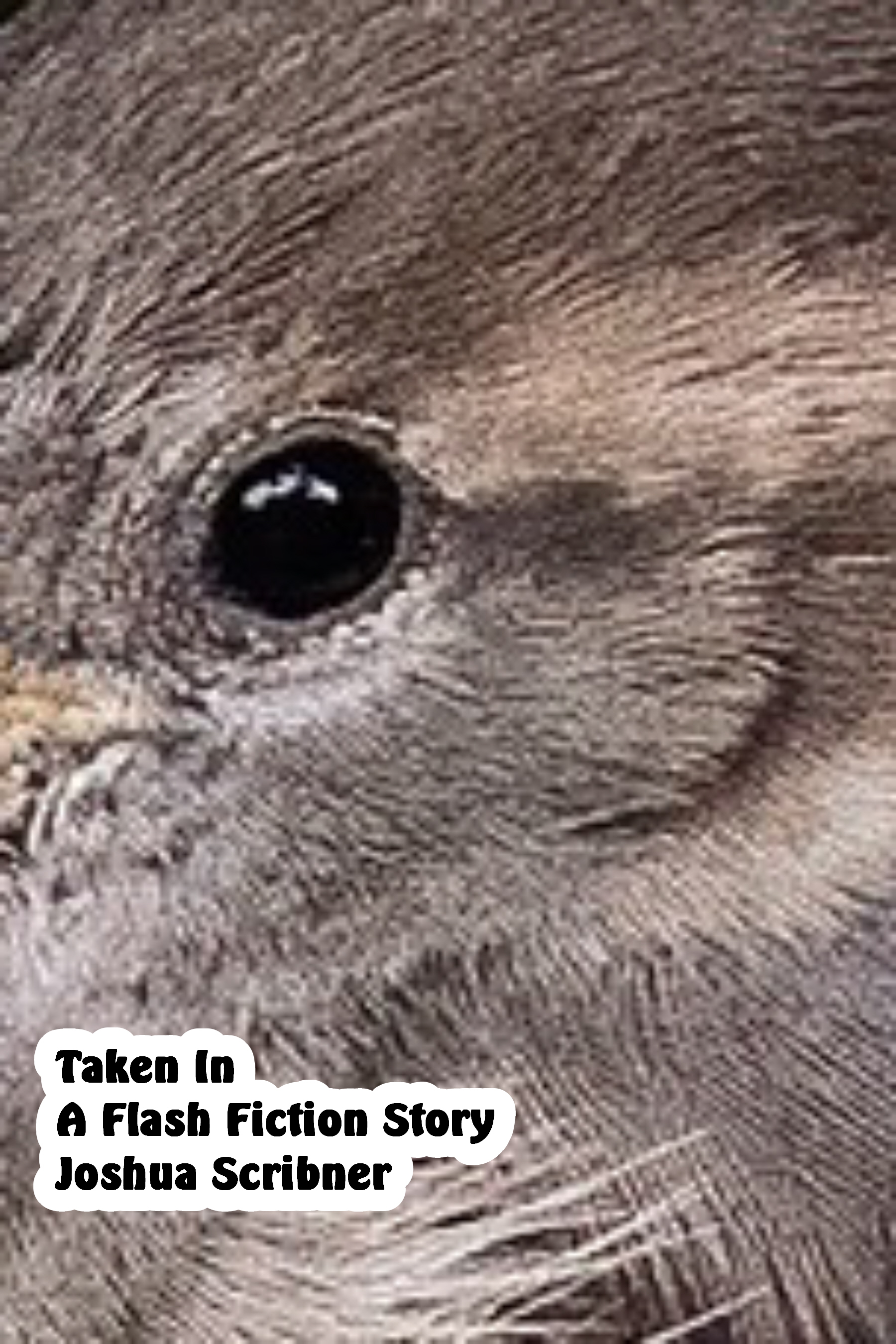 Taken In: A Flash Fiction Story